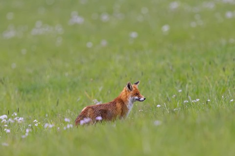 Red fox (Vulpes vulpes) adult standing on a flowering meadow in spring and gazing into the