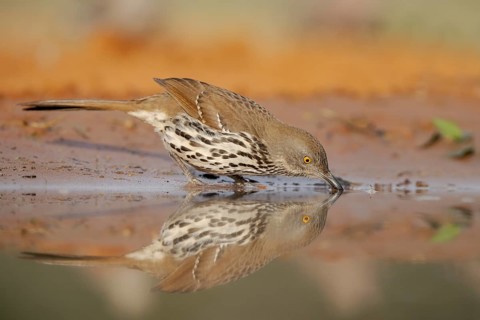 Long-billed Thrasher (Toxostoma longirostre) drinking at a waterhole, Texas, USA