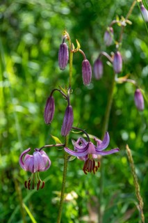 Close-up of a martagon lily (Lilium martagon), Sancy Massif, Auvergne-Rhone-Alpes, France