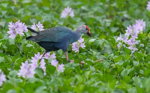 Naturfotografie Olaf & Sylvia Rentzsch