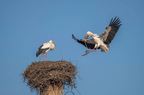 Two white storks (ciconia ciconia) can be seen in a tree. One is on the nest while the other