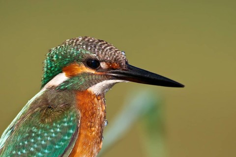 Common Kingfisher (Alcedo atthis) male, Rishon LeZion, Israel