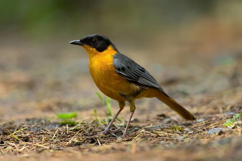 Chorister Robin-Chat (Cossypha dichroa), Kwazulu-Natal, South Africa
