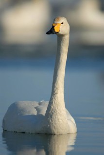 Whooper Swan (Cygnus cygnus), Hokkaido, Japan