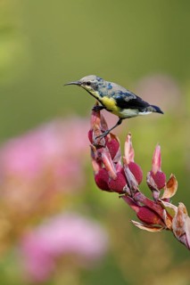 Purple Sunbird, (Cinnyris asiaticus), male, perch, animals, birds, sunbirds, Al Qurm Park, Muscat,