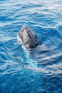 Humpback whale adult surfacing, Hervey Bay, Queensland, Australia