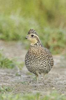 Northern Bobwhite (Colinus virginianus) female, Texas, USA