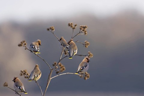 Bohemian Waxwing (Bombycilla garrulus), Saxony-Anhalt, Germany