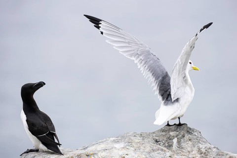 Black-legged kittiwake (Rissa tridactyla) raising its wings, with razorbill (Alca torda) next to