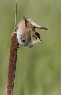 Marsh Wren (Cistothorus palustris), British Columbia, Canada