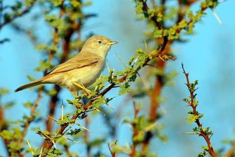 Desert warbler, (Sylvia nana deserti), animals, birds, biotope, habitat, perch, songbird, warbler
