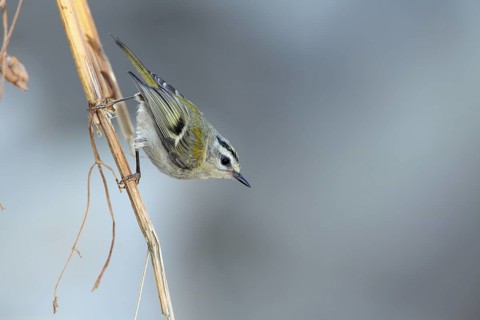 Common Firecrest (Regulus ignicapilla) juvenile, Andalusia, Spain