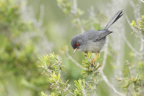 Balearic Warbler (Sylvia balearica) male, Mallorca, Spain