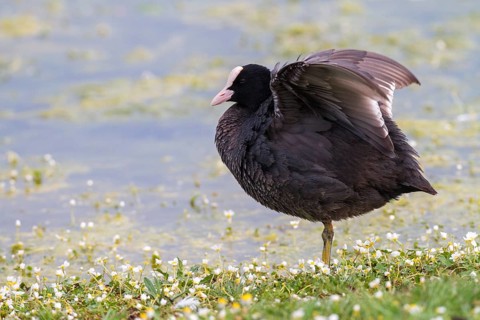 Eurasian Coot (Fulica atra), Extremadura, Spain