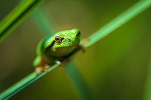 Young tree frog (Hyla aborea) on reed leaf, Close Up, portrait, Rüsselsheim am Main, Hesse, Germany