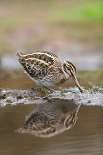 Zwergschnepfe, Lymnocryptes minimus Jack Snipe, Lymnocryptes minimus