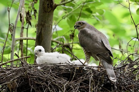 Eurasian Sparrowhawk (Accipiter nisus) female with chicks in nest, North Rhine-Westphalia, Germany