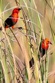 Red-headed blackbird (Amblyramphus holosericeus) Pantanal Brazil