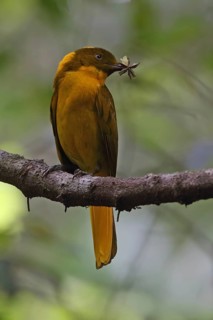 Golden Bowerbird (Prionodura newtoniana) male with insect in its beak, Queensland, Australia