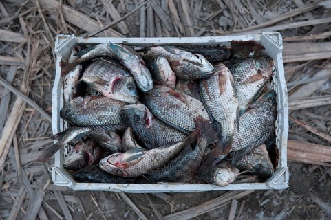 A tray of freshly caught fish by Marsh Arab fishermen, fishing in the marshes of southern Iraq is