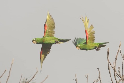 Hispaniolan Parakeet (Psittacara chloropterus) flying, Dominican Republic