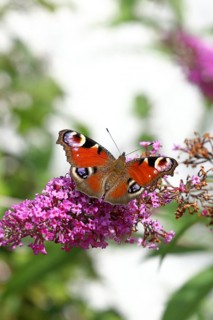 European peacock (Aglais io), on butterfly bush or butterfly-bush (Buddleja davidii), high-key