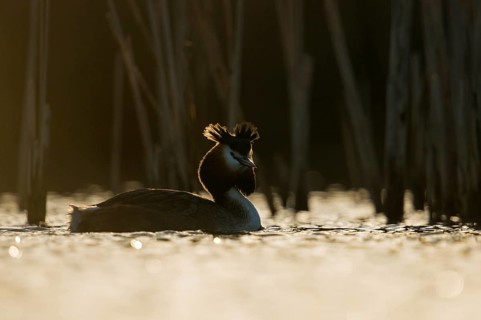 Great Crested Grebe (Podiceps cristatus), North Rhine-Westphalia, Germany