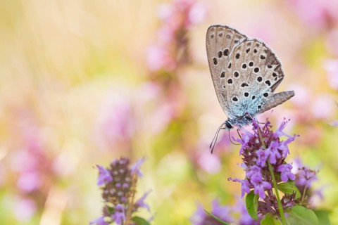 Phengaris arion - Large blue - Quendel-Ameisenbläuling, Germany (Baden-Württemberg), imago