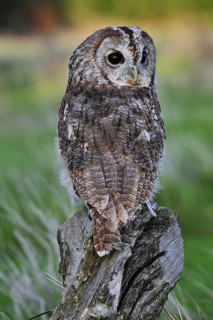 Tawny owl (Strix aluco) looking backwards on tree stump, England, UK