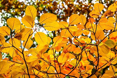 The color of autumn trees and leaves, Bodnant Garden, Conwy River, Colwyn Bay, Conwy, Wales, United