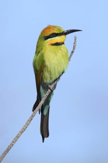 Rainbow Bee-eater (Merops ornatus), Western Australia, Australia