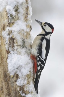 Great Spotted Woodpecker (Dendrocopos major) male, Lower Saxony, Germany