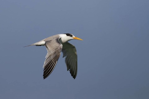Lesser Crested Tern (Thalasseus bengalensis) flying, Oman