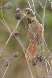 Brown-capped Tit-Spinetail (Leptasthenura fuliginiceps) perched on a branch in Bolivia, South