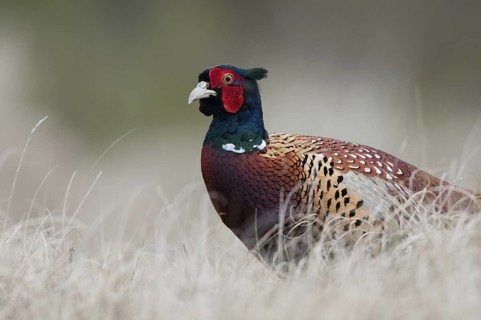 Common Pheasant (Phasianus colchicus) male, Texel, Netherlands