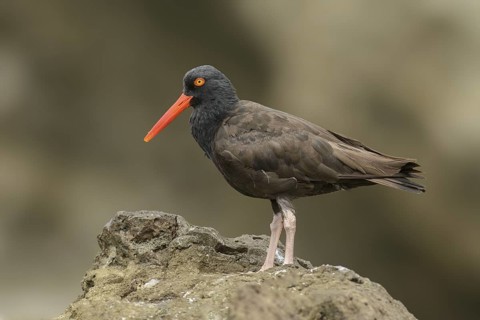 Black Oystercatcher (Haematopus bachmani), British Columbia, Canada