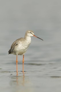 Spotted Redshank (Tringa erythropus), Kaeng Krachan, Thailand