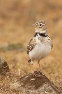 Calandra Lark (Melanocorypha calandra), La Serena, Spain