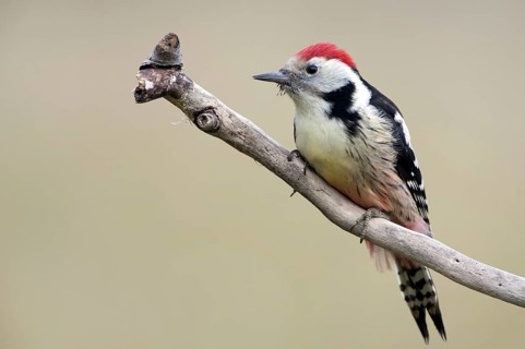 Middle Spotted Woodpecker (Dendrocoptes medius), Thuringia, Germany