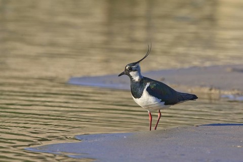 Northern Lapwing (Vanellus vanellus) male, North Rhine-Westphalia, Germany