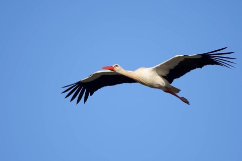 White stork (Ciconia ciconia), flying, Algarve, Portugal