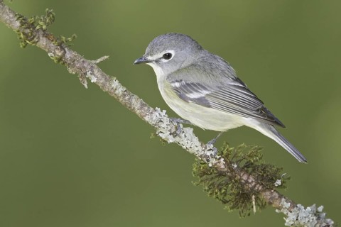 Cassin's Vireo (Vireo cassinii), British Columbia, Canada