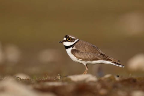 Little Ringed Plover (Charadrius dubius) male, North Rhine-Westphalia, Germany