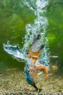 Common Kingfisher (Alcedo atthis) male fishing, Lower Saxony, Germany