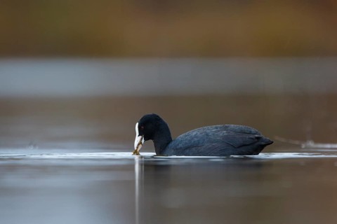 Eurasian Coot (Fulica atra), North Rhine-Westphalia, Germany