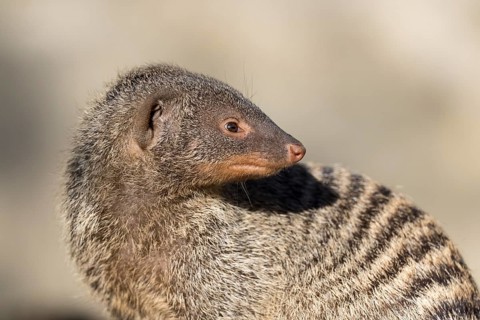An adult zebra mongoose (Mungos mungo) sits on a hollow, fallen tree trunk in the soft morning