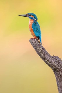 Common Kingfisher (Alcedo atthis) male, Saxony-Anhalt, Germany