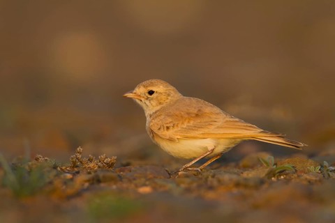 Bar-tailed Desert Lark - Sandlerche - Ammomanes cincturus, Marokko, adult
