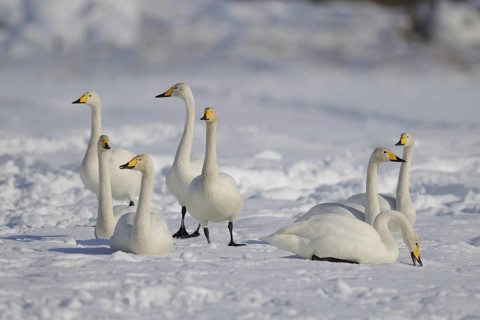 Whooper Swan (Cygnus cygnus), Hokkaido, Japan