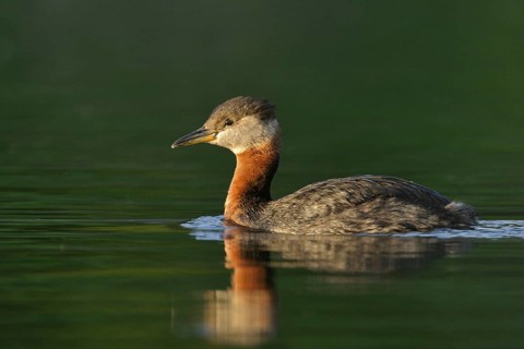 Red-necked Grebe (Podiceps grisegena), Alaska, USA